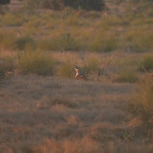 Great Indian Bustard Ardeotis nigriceps