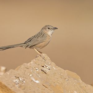 Common Babbler Argya caudata