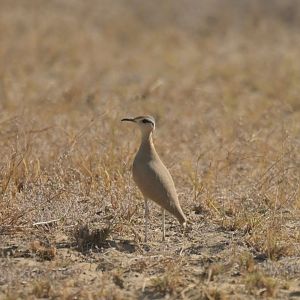 Cream-coloured courser Cursorius cursor