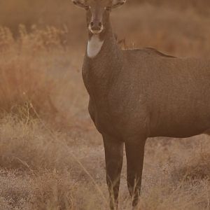 Nilgai Boselaphus tragocamelus
