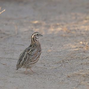 Common Quail Coturnix coturnix