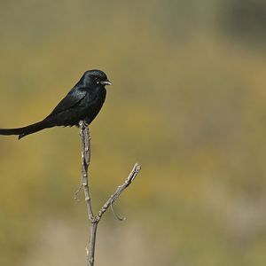 Black Drongo Dicrurus macrocercus