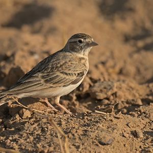 Black-crowned Sparrow-Lark Eremopterix nigriceps