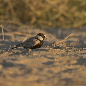 Black-crowned Sparrow-Lark Eremopterix nigriceps