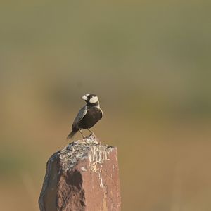 Black-crowned Sparrow-Lark Eremopterix nigriceps