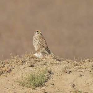 Kestrel Falco tinnunculus