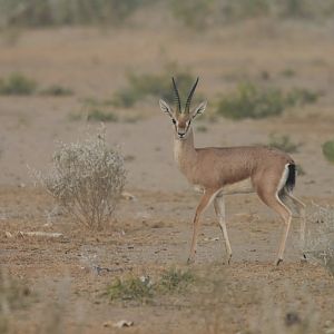 Chinkara Gazella bennetti