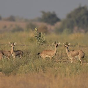 Chinkara Gazella bennetti