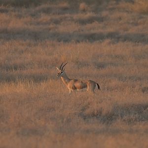 Chinkara Gazella bennetti