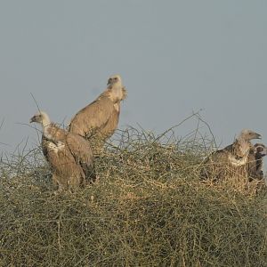 Griffon vulture Gyps fulvus