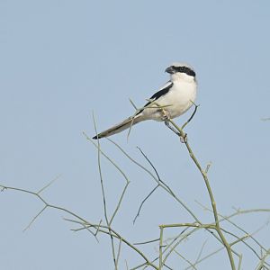 Great Gray Shrike Lanius excubitor