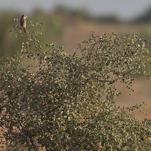 Isabelline shrike Lanius isabellinus