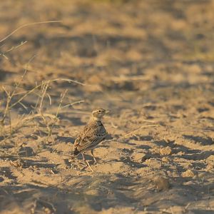Bimaculated Lark Melanocorypha bimaculata