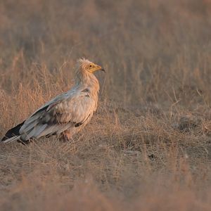 Egyptian vulture Neophron percnopterus