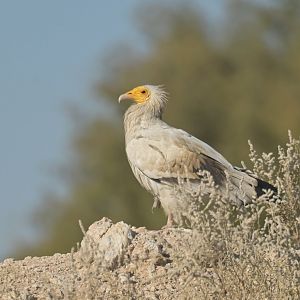Egyptian vulture Neophron percnopterus