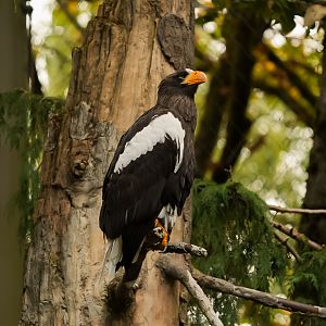 Steller’s Sea Eagle