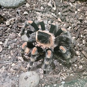 Mexican Red-knee Tarantula