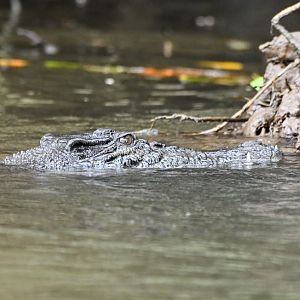 Saltwater Crocodile