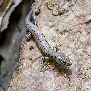 Yellow-blotched Forest Skink, Concinnia tigrina