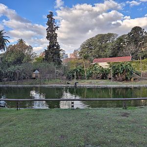 Azara's Capuchin Island