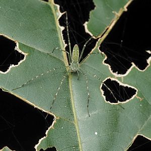 Northern Lined Hygropoda, Hygropoda lineata
