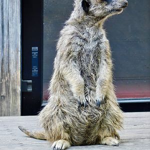 Meerkat (Suricata suricatta) March 1, 2025