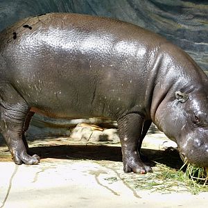 Pygmy Hippopotamus (Choeropsis liberiensis) March 1, 2025
