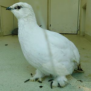 Svalbard Ptarmigan (Lagopus muta hyperborea) March 1, 2025
