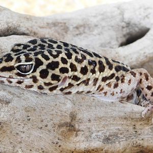 Common Leopard Gecko (Eublepharis macularius) March 15, 2025