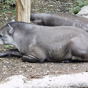 Brazilian Tapir (Tapirus terrestris) March 15, 2025