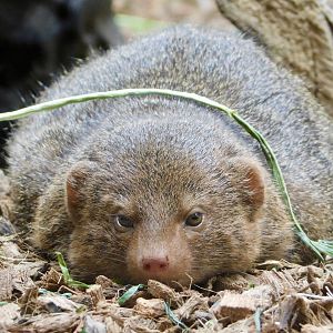 Common Dwarf Mongoose (Helogale parvula) March 15, 2025