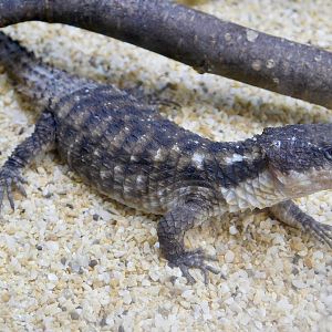 Tropical Girdled Lizard (Cordylus tropidosternum) March 15, 2025