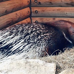African Crested Porcupine (Hystrix cristata) March 15, 2025