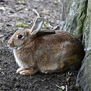 European rabbit