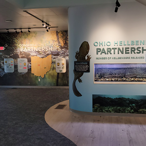 Sep. 2025 - NEW! - North America Trek - Habitat Hollow - Hellbender Exhibit