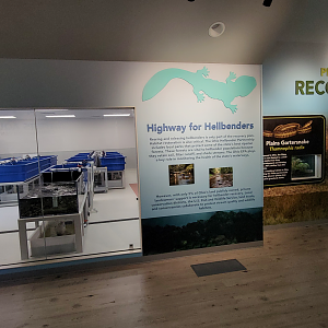 Sep. 2025 - NEW! - North America Trek - Habitat Hollow - Hellbender & Garter Snake Exhibits