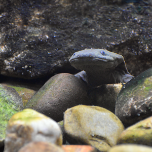 Sep. 2025 - NEW! - North America Trek - Habitat Hollow - Hellbender Exhibit
