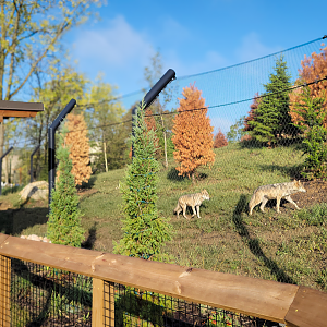 Sep. 2025 - NEW! - North America Trek - Mexican Wolf Exhibit