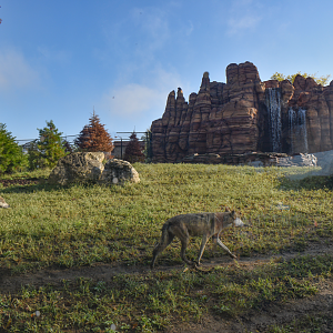 Sep. 2025 - NEW! - North America Trek - Mexican Wolf Exhibit