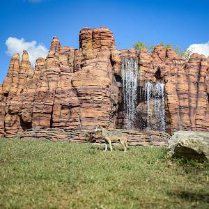 Sep. 2025 - NEW! - North America Trek - Mexican Wolf Exhibit