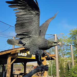 Sep. 2025 - NEW! - North America Trek - Bald Eagle Exhibit