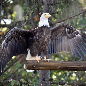Sep. 2025 - NEW! - North America Trek - Bald Eagle Exhibit