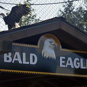 Sep. 2025 - NEW! - North America Trek - Bald Eagle Exhibit