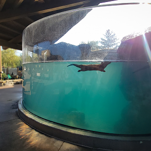 Sep. 2025 - NEW! - North America Trek - River Otter Exhibit