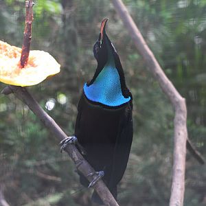 Magnificent riflebird (Ptiloris magnificus magnificus)