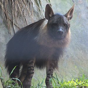 Brown hyena (Parahyaena brunnea)