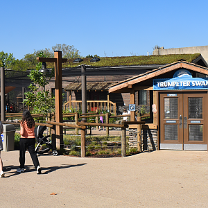 Sep. 2025 - NEW! - North America Trek - Trumpeter Swan Exhibit