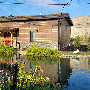 Sep. 2025 - NEW! - North America Trek - Trumpeter Swan Exhibit