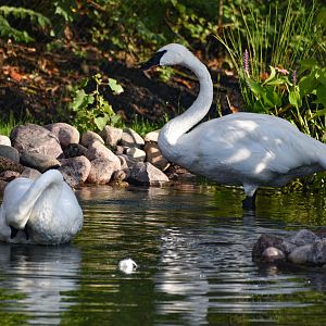 Sep. 2025 - NEW! - North America Trek - Trumpeter Swan Exhibit