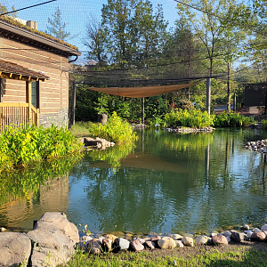 Sep. 2025 - NEW! - North America Trek - Trumpeter Swan Exhibit